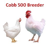 Breeder Management
